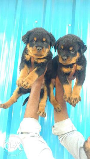 Rowtwier female puppies..with good condition