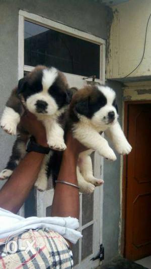 Saint Bernard puppies available all breeds