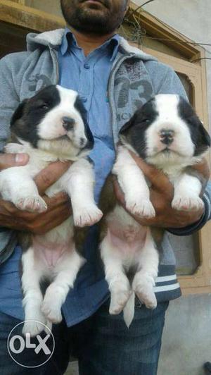 Saint Bernard puppies available security purpose