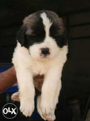 Saint Bernard puppies show BREED quality 1 month