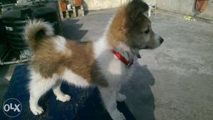 Saint burnad and pom mix breed puppy 35 days old