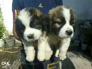 Sant Puppies available l