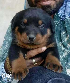 Security purpose ROTTWEILER puppies available