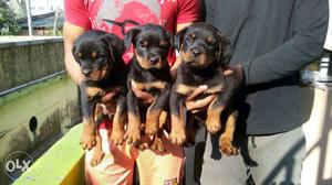 Sell 42 days healthy show quality Rottweiler