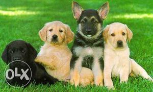 Selling labra puppy golden and black, german,