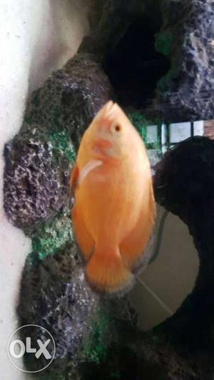 Selling my pet orange color Oscar fish and wild Oscar fish