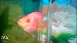 Short body pink horn fish
