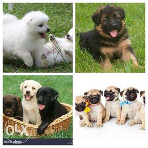 Show Quality Healthy & Pure pups for sell.