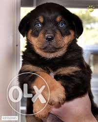 Show good looking puppy Rottweiler female puppy available