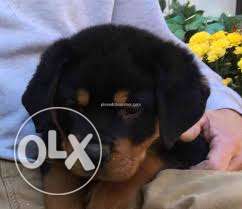 Show lines Rottweiler puppies available with paper