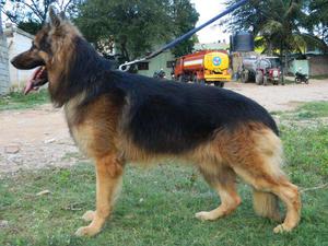 Show quality GSD male available...