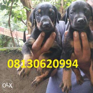 Show quality Very Doberman puppy male for sell in Active