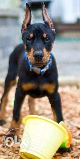 Show quality Very best Doberman puppy male for sell in sons