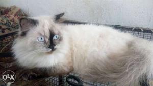 Siamese female cat 12 moths for sell old very