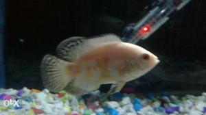 Silver Small Fish