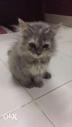 Silver persian kitten name Zeeya toilet trained