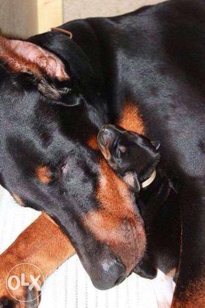 Sons kennel AI Doberman puppies old very good quality and