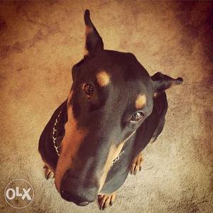 Sons kennel Doberman male puppies available all dog breeds