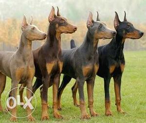 Sons kennel sell Black And Tan Doberman Pinscher female
