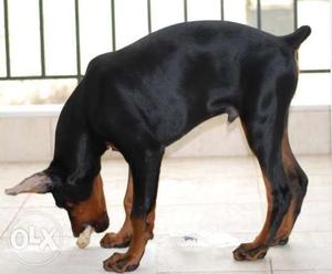 Sons kennel sell for Heavy pure bone doberman pup