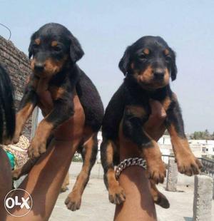 Spacial offer doberman pincher Dog female puppy