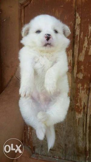 Spitz Puppy available