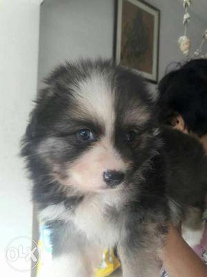 Spitz dog baby 45days for sell..he is very
