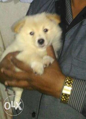 Spitz puppy - with vaccination (2 months old)