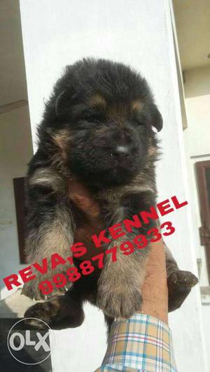 Strong bone German Shepherd Puppy available REVA,S KENNEL