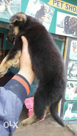Superb quality german shepherd puppy avilable in