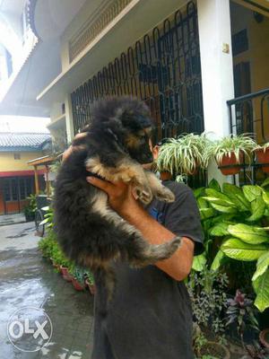 Top line Gsd puppy in ready stock available