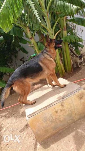 Top quality German Shepard female with paper on