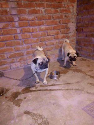 Top quality Pug pups available in best price