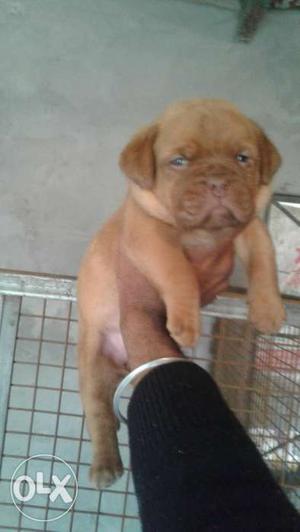 Top quality body x female for sale full active age 1month