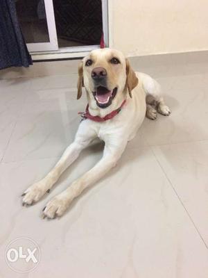 Trained female 2 year old lab neutered and