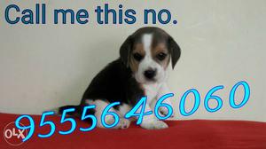 Try colour Beagle male puppy 35days old healthy
