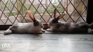 Two 10 month old angora rabbits.. male and female with two