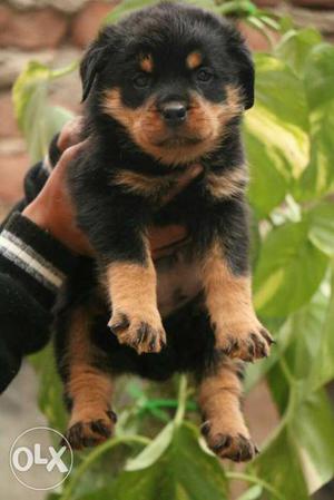 Verry ultimate breed Rottweiler pups avalable