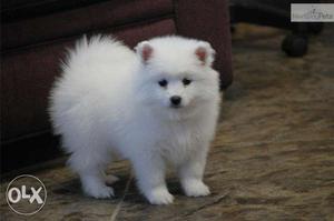 Very Cute Pomeranian Pup