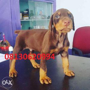Very Gud Male Doberman and Rottweiler puppy very sell in