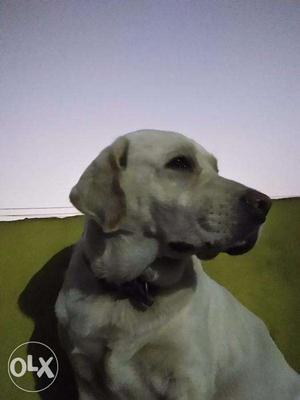 Want a female labrador for meeting