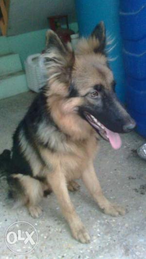 Want sale My 12 months female double coted German