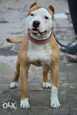 White And Brown American Staffordshire Terrier