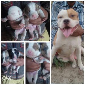 White And Fawn American Pit Bull Terrier And Puppy Litter