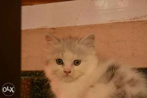 White And Gray Medium Fur Kitte