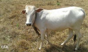 White Cow In Mangalpady