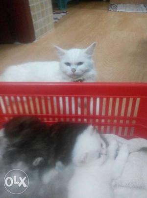 White Short Fur Cat With Kittens