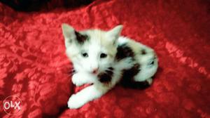 White Short-fur Kitten