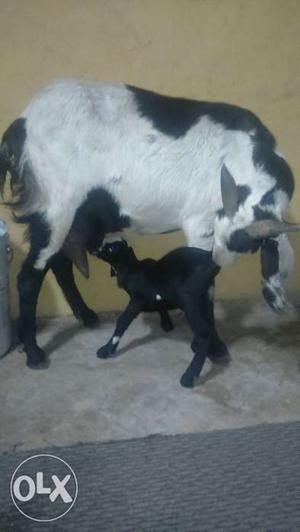 White and black goats mother and baby 9 days old