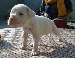 White bully pups 100%pure avaliable for sale male 